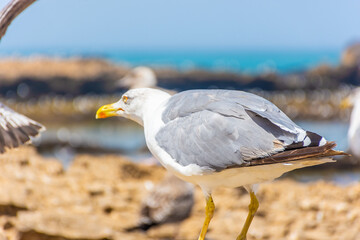 Portrait of a seagull in the beach of Essaouira, Morocco