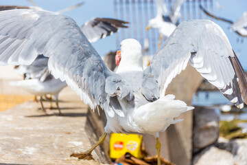 Seagull eating its seafood in the beach of Essaouira, Morocco