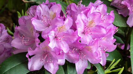 Pink Rhododendron.