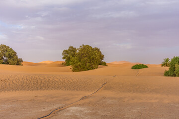 Fototapeta na wymiar Vegetation in the Sahara Desert, Merzouga, Morocco