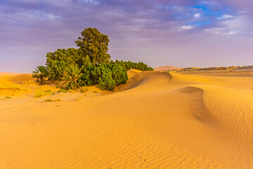 Vegetation in the Sahara Desert, Merzouga, Morocco