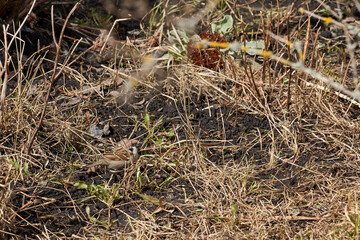 Spring. Sparrows feed on the lawn.
