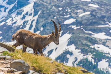 Beautiful Alpine ibex in the snowy mountains of Gran Paradiso National Park of Italy