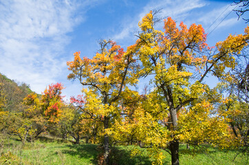 Autumn bright colorful trees in the mountains