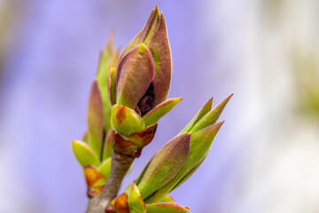 Unblown buds on trees macro. Bare young tree branches in spring in the garden close-up on a blurred background