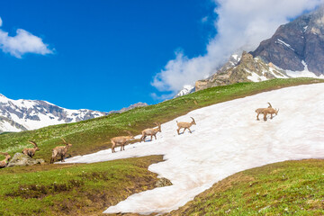Beautiful Alpine ibex in the snowy mountains of Gran Paradiso National Park, Italy