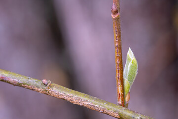 Unblown buds on trees macro. Bare young tree branches in spring in the garden close-up on a blurred background