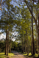 Parque Estadual do Carmo, reserva natural. Entardecer no parque com raios de Sol entre as árvores. 