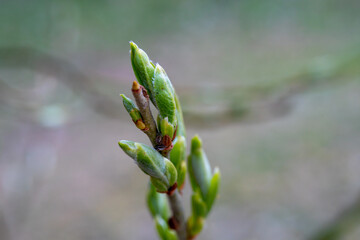 Unblown buds on trees macro. Bare young tree branches in spring in the garden close-up on a blurred background