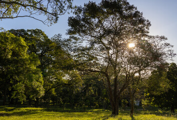 Raios solares entre os galhos de arvore grande