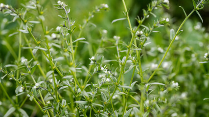 Lithospermum arvense, field gromwell, corn gromwell, or bastard alkanet to meadow in summer close up. Collecting medicinal herbs for non-traditional medicine. Soft focus