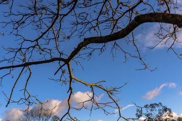 Grandes árvores retratadas em parque natural vistas por baixo
