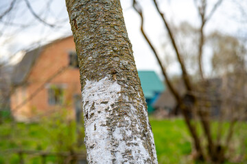 Fototapeta premium Whitewashed bark of tree growing in sunny orchard garden on blurred background. Spring gardening, preparing the tree for spring.