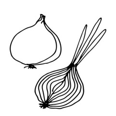 Onion. Vector illustration of onion. Hand drawn bow. Doodle onion vegetable isolated icon. Vector hand-drawn sketch-an illustration in the style of a doodle sketch.