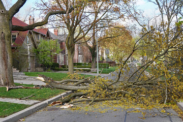 Residential street blocked by broken tree after wind storm