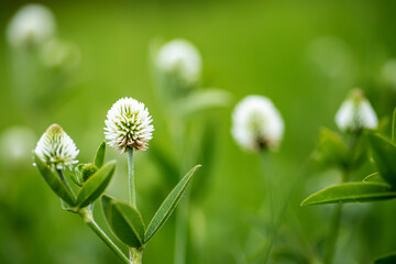 Trifolium montanum, mountain clover meadow in summer. Collecting medicinal herbs for non-traditional medicine. Natural background. Soft focus