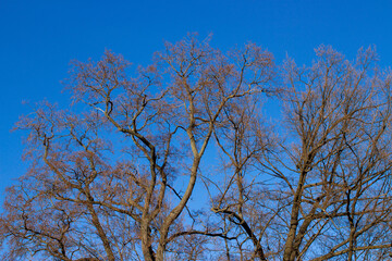 tree branches against blue sky