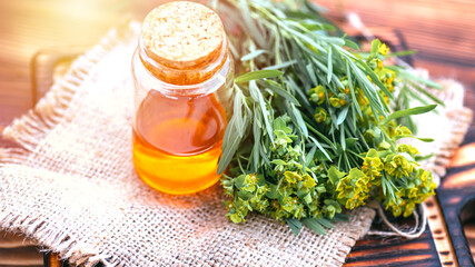 Medicinal plant Euphorbia esula, commonly known as green spurge or leafy spurge of milkweed in white bottle with a cork. 