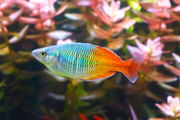Aquarium fish : Boesemani rainbow fish