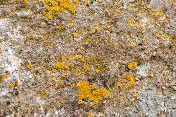 Rough stone texture with moss. Concrete wall covered with moss, background for designer