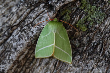 moth © Thomas
