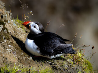 Iceland, The Puffins of Dyrhólaey