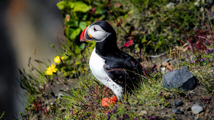 Iceland, The Puffins of Dyrhólaey