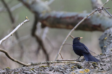 a blackbird on a branch,Poland