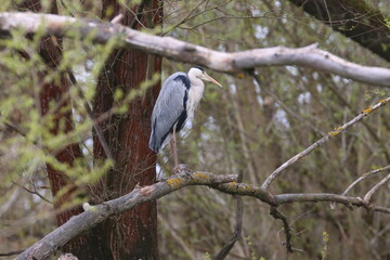 blue heron ardea cinerea