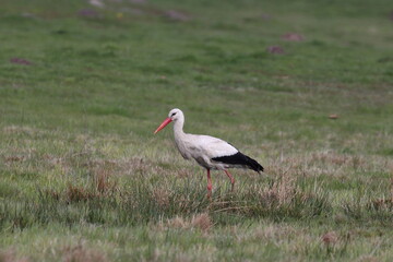 Obraz na płótnie Canvas white stork ciconia