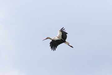 stork on the sky background
