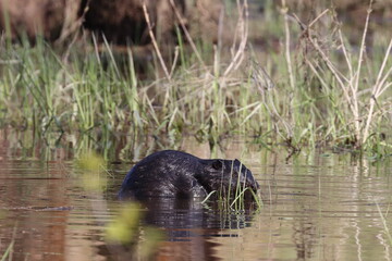 beaver in the swamp, Poland © Robert