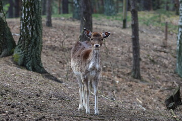 Naklejka na ściany i meble deer in the forest,dama dama, Poland