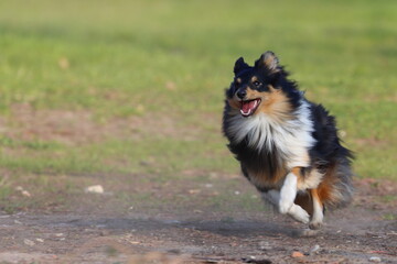 run on grass,  sheltie 