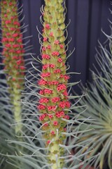Echium wildpretii is a plant native to the Canary Islands of Spain. Growing up over 3 meters high, it is also called the Tower of Jewels because of its appearance.