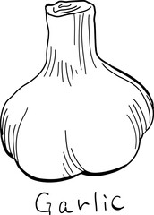 A hand-drawn pen drawing of garlic.