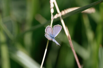 Graceful Blue Butterfly: A Delicate Landing