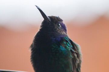 Scissor-tailed Hummingbird: Graceful Beauty in Flight