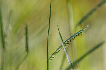 Lush Green Foliage: Nature's Verdant Tapestry