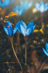 Blue crocus flowers. Spring fresh field. Saffron in the garden in the sunlight. Abundant blossoming at spring and autumn. Floral botanical background. Romantic floral greeting card