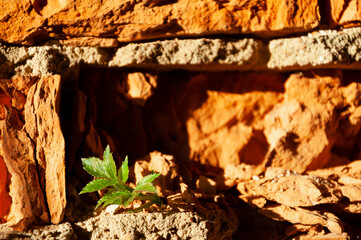 Abstract background. A green sprout has broken through from a destroyed brick wall of red clay. The concept of the power of nature, life.