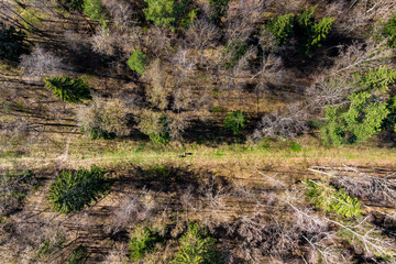 Aerial view of a spring mixed forest with footpath, 83 meters - 272 feet