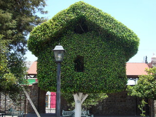 Árbol podado en forma de casita con farola el frente 4