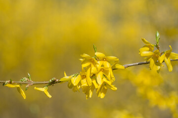 yellow forsythia flowers closeup selective focus