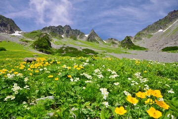 花咲き誇る盛夏の涸沢カール　