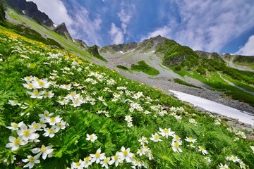Fototapeta premium 花咲き誇る盛夏の涸沢カール 