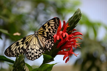 Naklejka na ściany i meble butterfly on flower