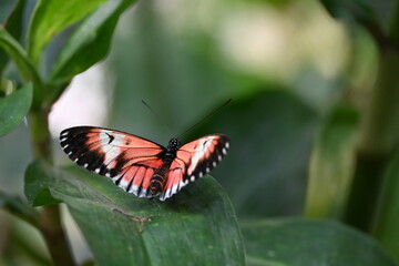 butterfly on a leaf