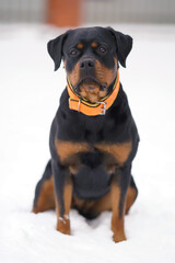 Serious black and tan Rottweiler dog with an orange soft collar posing outdoors sitting on a snow in winter