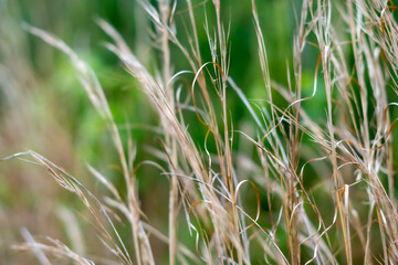 Grassy meadow close up with a soft green background ~A MEADOW'S SPLENDOR~